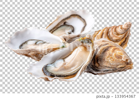Fresh oysters arranged beautifully on a transparent background showcasing their natural textures and colors for culinary presentation. Isolated on transparent background 133954367