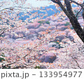 吉野の桜 133954977