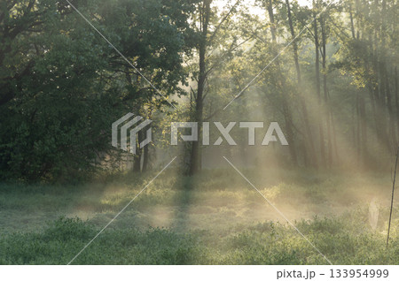 森の朝靄に降り注ぐ光の柱 133954999
