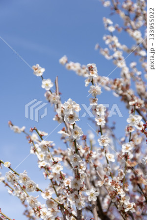 早春の青空と咲き誇る白梅 133955022