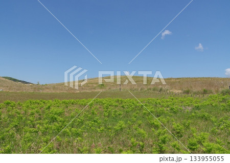 2025年春の枯れ草が残る秋吉台 133955055