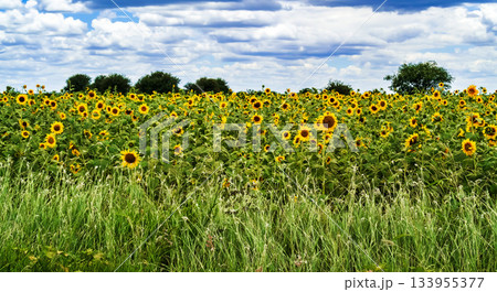 Field of Sunflowers in Tanzania Field of Sunflowers in Tanzania 133955377