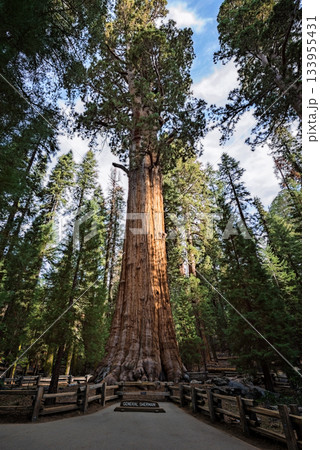 Gigantic Sequoia tree, called General Sherman, in Sequoia National Park, California USA Gigantic Sequoia tree, called General Sherman, in Sequoia National Park, California USA 133955431