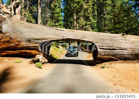 Gigantic Sequoia trees in Sequoia National Park, California USA 133955433