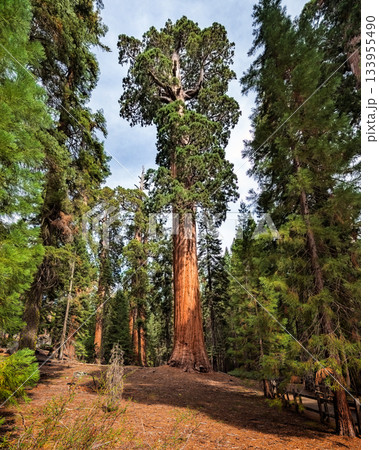 Gigantic Sequoia trees in Sequoia National Park, California USA 133955490