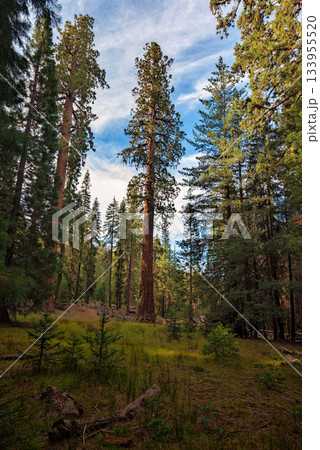 Gigantic Sequoia trees in Sequoia National Park, California USA 133955520
