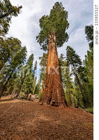 Gigantic Sequoia trees in Sequoia National Park, California USA Gigantic Sequoia trees in Sequoia National Park, California USA 133955527