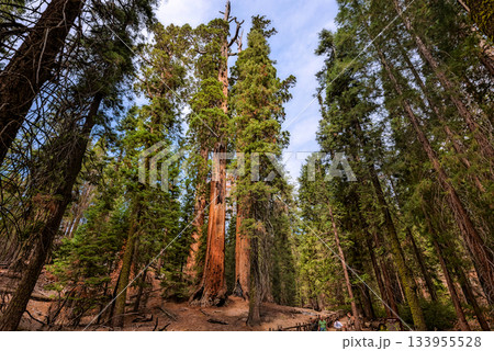 Gigantic Sequoia trees in Sequoia National Park, California USA 133955528