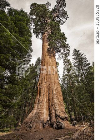 Gigantic Sequoia trees in Sequoia National Park, California USA Gigantic Sequoia trees in Sequoia National Park, California USA 133955529
