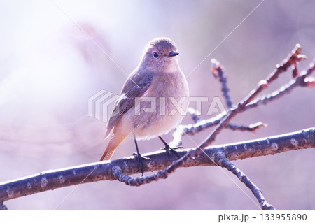 桜の枝にとまるジョウビタキ 桜の枝にとまるジョウビタキ 133955890