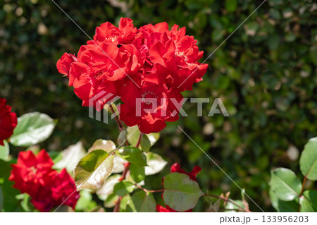 腹の花壇で咲く鮮やかな赤いバラ 腹の花壇で咲く鮮やかな赤いバラ 133956203