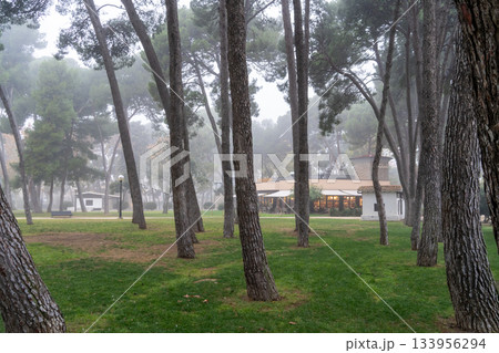 Tall Tree Forest on a Foggy Day Tall Tree Forest on a Foggy Day 133956294