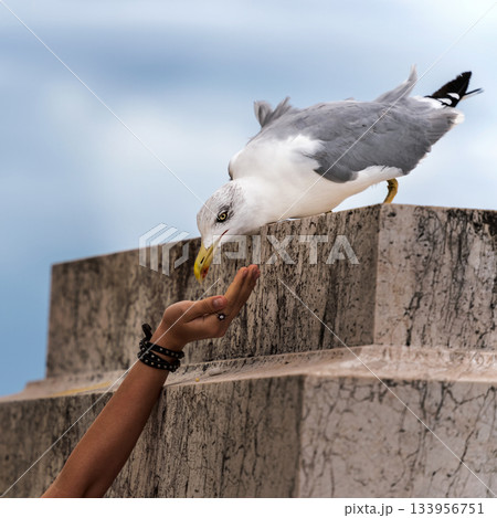 hand feeding wild seagull outside. hand feeding wild seagull outside. 133956751