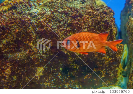 のんびり泳ぐ大きな丸い目のオレンジ色のアカマツカサ のんびり泳ぐ大きな丸い目のオレンジ色のアカマツカサ 133956760