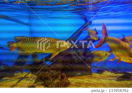 のんびり泳ぐ黄金色のアロワナ 133956762