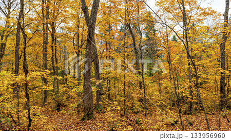 Fall colors Algonquin Park, Ontario, Canada. Fall colors Algonquin Park, Ontario, Canada. 133956960
