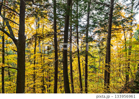 Fall colors Algonquin Park, Ontario, Canada. 133956961