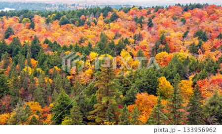Fall colors Algonquin Park, Ontario, Canada. 133956962