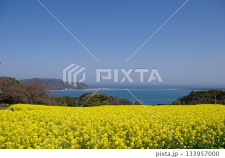 能古島アイランドパーク　パノラマ花壇の菜の花と海の中道 133957000