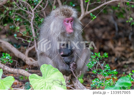 ヤクザル親子 授乳中 世界自然遺産屋久島(夏 ヤクザル親子 授乳中 世界自然遺産屋久島(夏 133957005