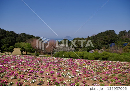能古島 お花畑のリビングストンデージーと玄界島 能古島 お花畑のリビングストンデージーと玄界島 133957006