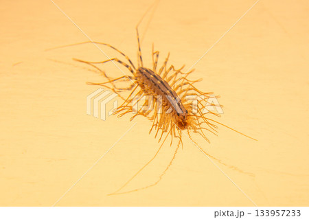 The Flycatcher scolopendra. Centipede flycatcher, insect predator Scutigera coleoptrata 133957233