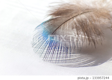 color bird feather lying on the white paper color bird feather lying on the white paper 133957244