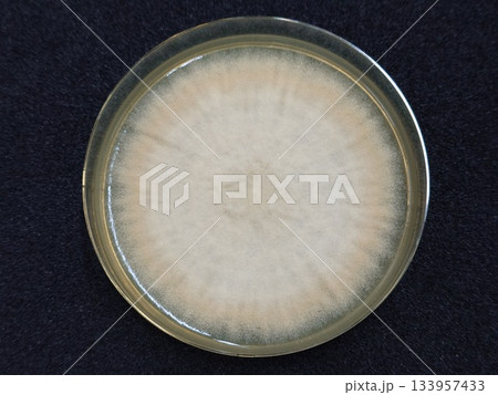 カビの胞子の培養 133957433