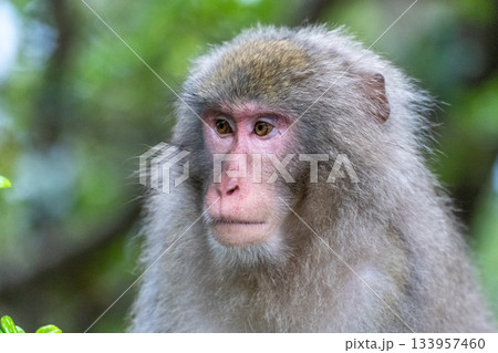 ヤクザル くつろぐ 世界自然遺産屋久島(夏 ヤクザル くつろぐ 世界自然遺産屋久島(夏 133957460