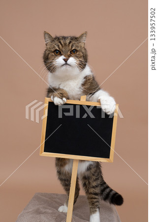 cute cat holding sign with copy space cute cat holding sign with copy space 133957502