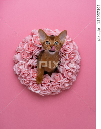 Cute Abyssinian kitten sticking head through a wreath of pink roses 133957505