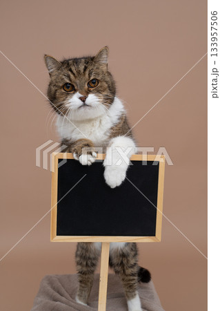 cute cat holding sign with copy space 133957506