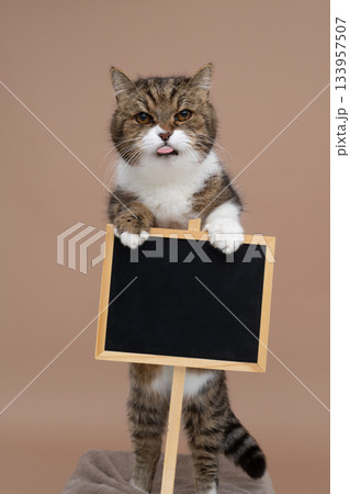 cute cat holding sign with copy space 133957507