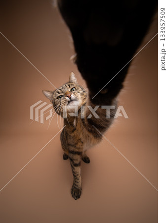 greedy tabby cat reaching for camera greedy tabby cat reaching for camera 133957509
