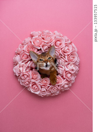 Cute Abyssinian kitten sticking head through a...の写真素材 [133957515] - PIXTA