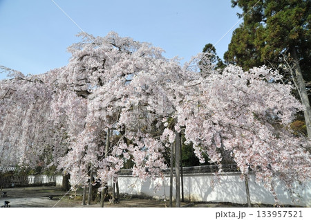 醍醐寺三宝院の枝垂桜2025年② 133957521