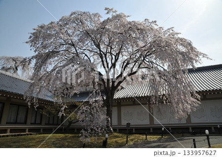 醍醐寺霊宝館の桜2025年① 133957627
