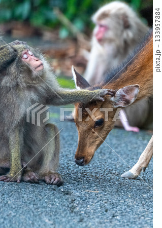 ヤクシカの頭を抑えるヤクザル　世界自然遺産屋久島(夏 133957884