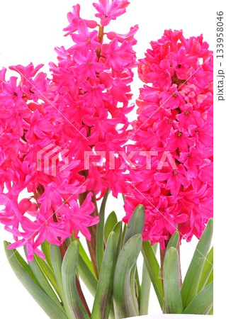 ヒヤシンス ピンク色の花 明るい背景 ヒヤシンス ピンク色の花 明るい背景 133958046