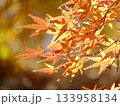 美しき紅葉 133958134