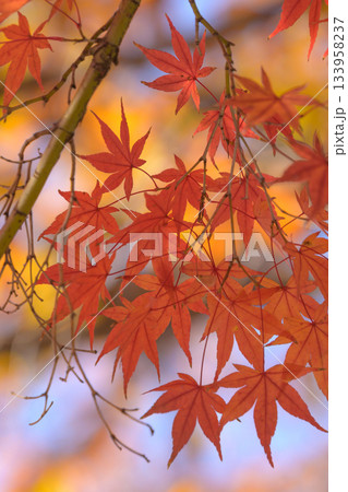 2025年12月5日撮影 133958237