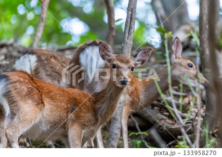 ヤクシカの雌　警戒　世界自然遺産屋久島(夏 133958270