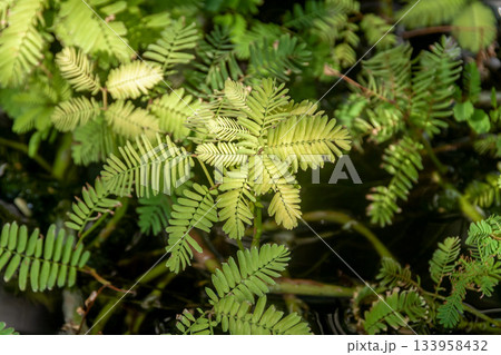 葉に触れるとお辞儀するミズオジギソウの小葉【マメ科】 葉に触れるとお辞儀するミズオジギソウの小葉【マメ科】 133958432