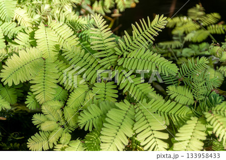 葉に触れるとお辞儀するミズオジギソウの小葉【マメ科】 133958433