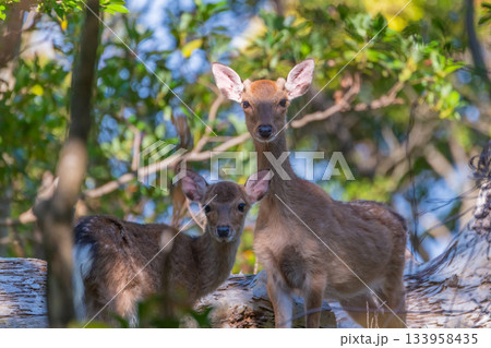 ヤクシカ親子　警戒　世界自然遺産屋久島(夏 133958435