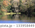 紅葉した木々 133958449