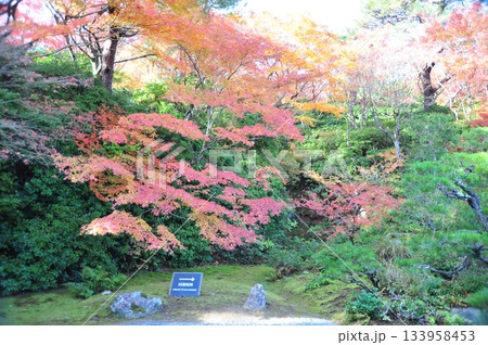 大河内山荘2025年② 大河内山荘2025年② 133958453