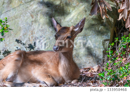 ヤクシカの雌　くつろぐ　世界自然遺産屋久島(夏 133958468