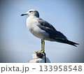 思いを馳せるウミネコ 133958548