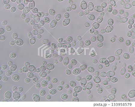 光学顕微鏡でみた酵母菌 133958579